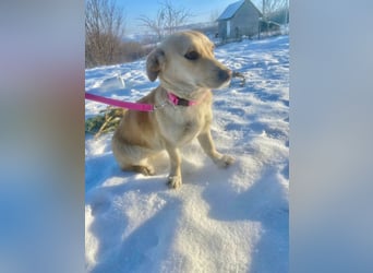 Remi - sanfte, freundliche 8 Monate alte Hündin sucht liebevolles Zuhause