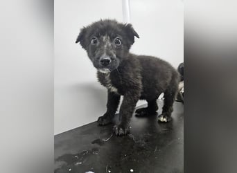 Louis - verspielter, vorsichtiger Welpe