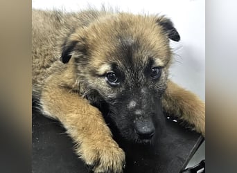 Grace - freundliches, etwas schüchternes Welpenmädchen