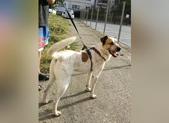 Spike - menschenbezogener, freundlicher Rüde sucht dringend ein Zuhause oder PS