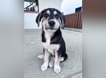 Sunny - lustiges, verspieltes Welpen-Mädchen