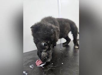 Louis - verspielter, vorsichtiger Welpe