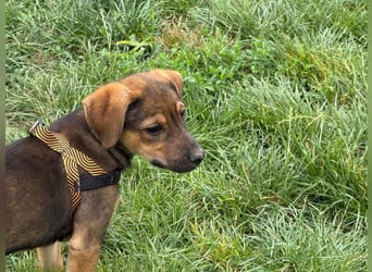 Kylie - neugieriges, verspieltes Welpen-Mädchen