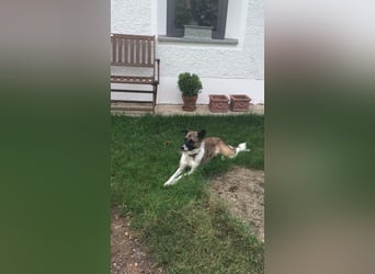 Tina - liebe Hündin sucht ihr Glück als Zweithund / z.Zt. in 93170 Bernhardswald