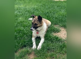 Tina - liebe Hündin sucht ihr Glück als Zweithund / z.Zt. in 93170 Bernhardswald