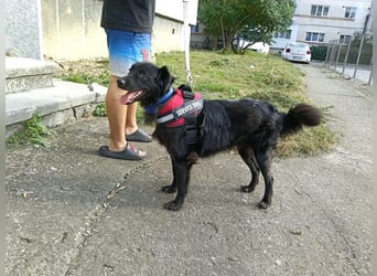 Vader - verspielter freundlicher Rüde sucht dringend ein Zuhause oder PS