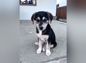 Sunny - lustiges, verspieltes Welpen-Mädchen