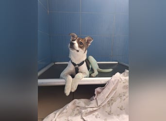 Amelia - ängstliches, aber neugieriges Welpenmädchen sucht ein Zuhause