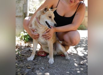 Shiba,- Doggiepower von Feinsten