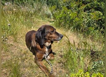 Geo – Familienhund ehrenhalber