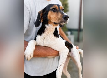 Pallina – Familienhundehoffnung -