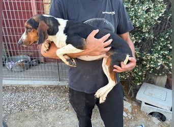 Macchia – Familienhundehoffnung