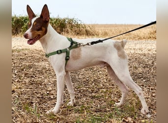 Timon – Windsbräutigam -