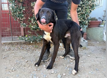 Orso – Familienhund in spe -