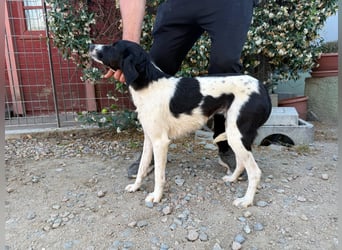 Venere – Familienhundehoffnung -