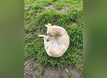 Perla,- ein pelziges Elfchen