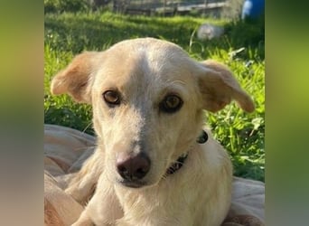 Perla,- ein pelziges Elfchen