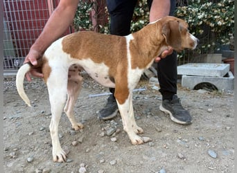 Bruce – Familienhund in spe -