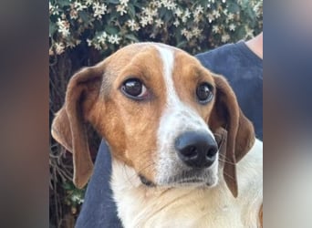 Bruce – Familienhund in spe -