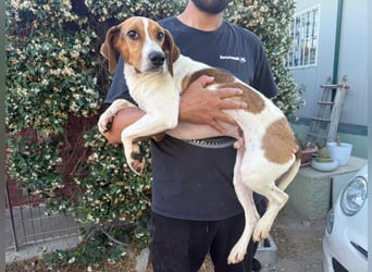 Bruce – Familienhund in spe -