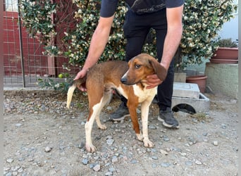 Birillo – Familienhund in spe -