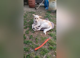 Perla,- ein pelziges Elfchen