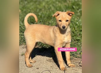 Josephine - - zuckersüßes Hundemädchen