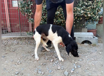 Venere – Familienhundehoffnung -