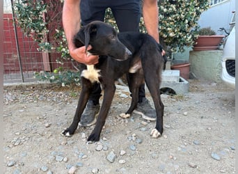 Orso – Familienhund in spe -