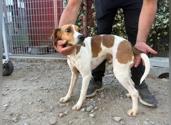Bruce – Familienhund in spe -