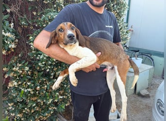 Birillo – Familienhund in spe -