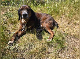 Geo – Familienhund ehrenhalber