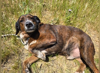 Geo – Familienhund ehrenhalber