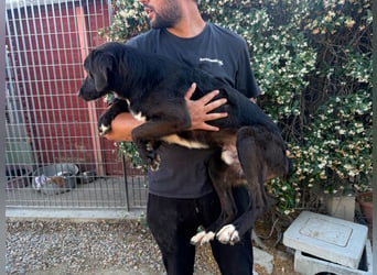 Orso – Familienhund in spe -