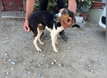 Macchia – Familienhundehoffnung