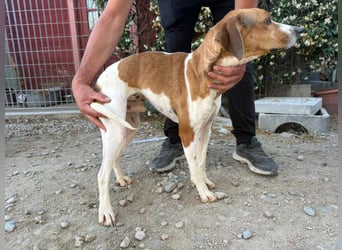 Bruce – Familienhund in spe -