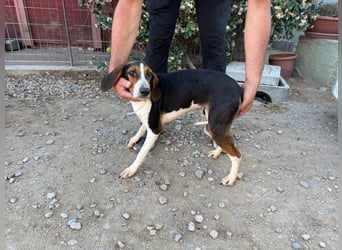 Macchia – Familienhundehoffnung