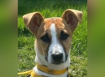 Pedro – Bereit für eine familiäre Zukunft -