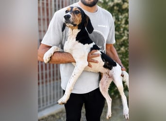 Pallina – Familienhundehoffnung -
