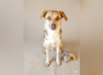 Shakira:“wohin mit allen meinen Talenten?“