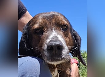 Geo – Familienhund ehrenhalber