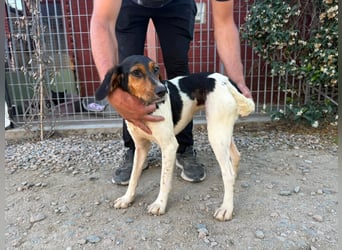 Pallina – Familienhundehoffnung -