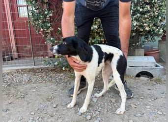 Venere – Familienhundehoffnung -