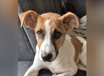 Pedro – Bereit für eine familiäre Zukunft -