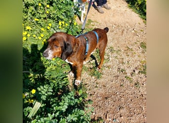 Geo – Familienhund ehrenhalber