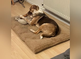 Shakira:“wohin mit allen meinen Talenten?“