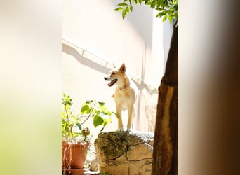 Shiba,- Doggiepower von Feinsten