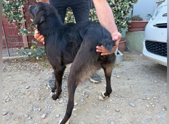 Orso – Familienhund in spe -