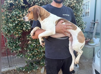 Bruce – Familienhund in spe -