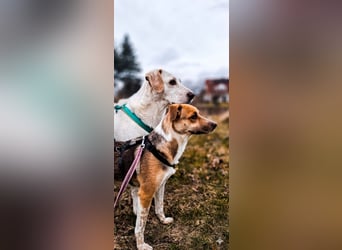 Shakira:“wohin mit allen meinen Talenten?“